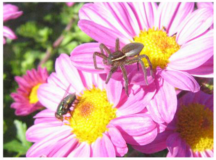 Araign&eacute;e chasseuse